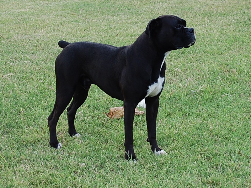 AKC Black Boxer Champion Boxer Puppy For Sale In Texas Boxer Breeder